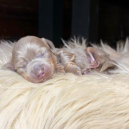 Precious - Fawn (isabella) and cream female Dachshund puppy in Washburn, Tennessee from Clinch Mountain Dachshunds