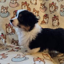 Tobias - Black and tan male Pembroke Welsh Corgi puppy in Rensselaer, Indiana from Sharand MAS and Pembroke Welsh Corgis