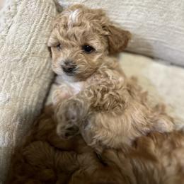 Maltipoo Puppies from Jessica's Maltipoos
