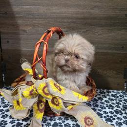 Male 2 - Liver male Shih Tzu puppy in Meadows Of Dan, Virginia from Walt’s Shih Tzus