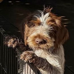 Annie Oakley - Brown and gray female Wirehaired Pointing Griffon puppy in Custer, South Dakota from Twenty-Mile Griffons