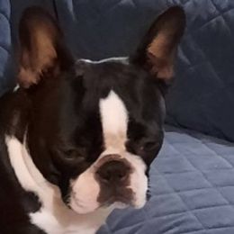 Companion Crosses, Dachshunds, and French Bulldogs from Mid Michigan Paws