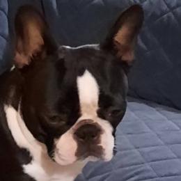 Companion Crosses, Dachshunds, and French Bulldogs from Mid Michigan Paws