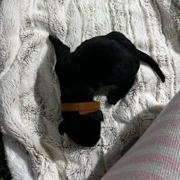 Brown collar - Pepper and salt male Giant Schnauzer puppy in Atoka, Oklahoma from Hannah's Haus & Farm