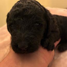 Black Boy - Black male Poodle puppy in Jesup, Georgia from Altamaha Mud Poodles LLC.