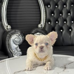 Rover - Cream male French Bulldog puppy in Plano, Illinois from Velvet Fluffy Pups