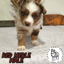 Nike - Red merle male Miniature Australian Shepherd puppy in Jaroso, Colorado from Heaven Sent Aussies