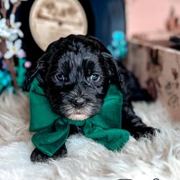 Whisper - Black and chalk male Australian Labradoodle puppy in Decatur, Alabama from Southern Meadows Doodles