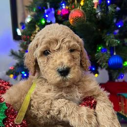 Poodles from Spoiled Rotten Kennels