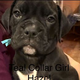 Teal Collar Girl - White female Boxer puppy in East Longmeadow, Massachusetts from Boxer Bliss