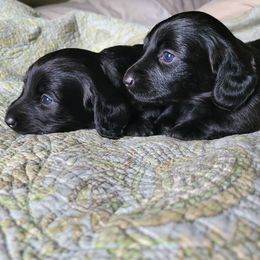 Dachshund and Miniature Australian Shepherd Puppies from Kelsey Humphrey