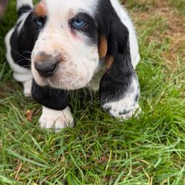Female 2 - Black tan and white female Basset Hound puppy in Manchester, Tennessee from Middle TN Leopard Catahoulas and Middle TN Bassett Hounds