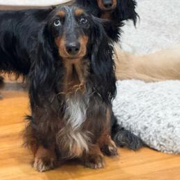 Pinky - Dachshund