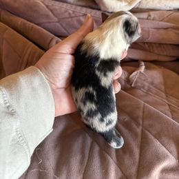 Breeze - Blue merle female Miniature Australian Shepherd puppy in Gatesville, Texas from Southern Promise Aussie’s