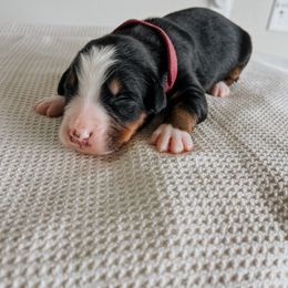 Bernese Mountain Dog Puppies from Pleasant Lake Bernedoodles & BMDs