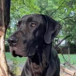 Drogo - Great Dane