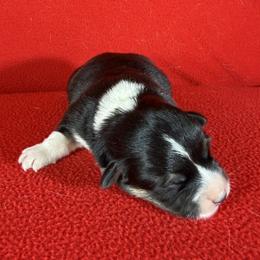 The Garden Litter - Pansy - Black and tan female Pembroke Welsh Corgi puppy in Victoria, Texas from Clear Creek Corgis