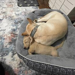 Dachshund Puppies from Ruff Patch Doxie Den