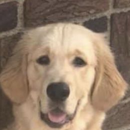 Golden Retriever All Grown Up from Nelsons Goldens