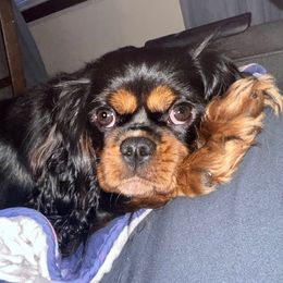 Cavalier King Charles Spaniels from Bunker Hill Cavaliers