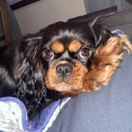 Cavalier King Charles Spaniels from Bunker Hill Cavaliers