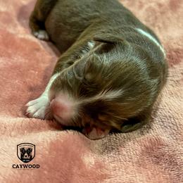 Suzy - Red tri-color female Australian Shepherd puppy in Columbia, Kentucky from Caywood Aussies