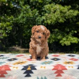 Chip - Brown male Bernedoodle puppy in Mc Ewen, Tennessee from Spencer's "lil" Cavapoos & Bernedoodles