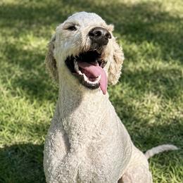 Goldendoodles from Willows Doodles