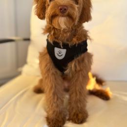 Rio - Goldendoodle