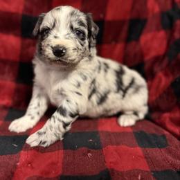 Cowboy - Blue merle male Australian Shepherd puppy in Quaker City, Ohio from Wagon Wheel Aussies and Corgi’s