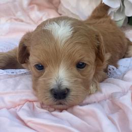 Strawberry - Apricot female Maltipoo puppy in Bellingham, Washington from My Sweet Poodles and Doodles
