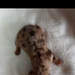 Dapple girl - Red Dachshund puppy in Perris, California from Doxie_pupps