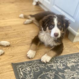 Stella - Australian Shepherd puppy in Oregon from Willamette Valley Australian Shepherds