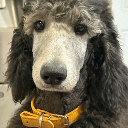 Puppy 1 MALE- (Aleph) - Black male Poodle puppy in Crewe, Virginia from Whispering Woods Farms LLC