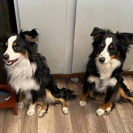Miniature Australian Shepherds from Elaine Faulling's Miniature Australian Shepherds