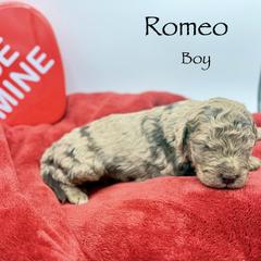 Romeo - male Golden Mountain Doodle puppy in Rome, Georgia from Victoria’s Designer Doodles