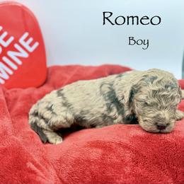 Romeo - male Golden Mountain Doodle puppy in Rome, Georgia from Victoria’s Designer Doodles