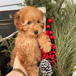 Cooper - Apricot male Poodle puppy in Bettendorf, Iowa from Red Door Poodles