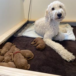 Labradoodle Puppies from Ruby Doo’s Doodles