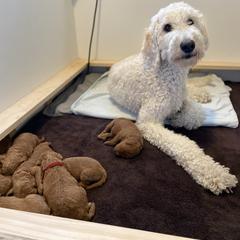 Labradoodle Puppies from Ruby Doo’s Doodles