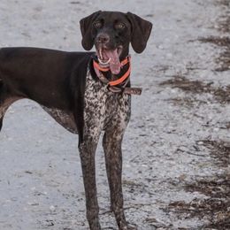 German Shorthaired Pointers from Myers' Shorthairs