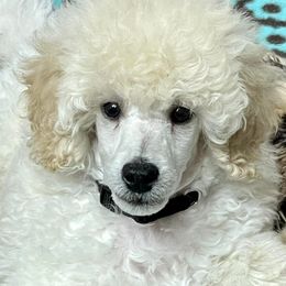 Poodles from Songbird Miniature Poodles