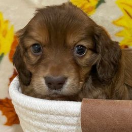 Cappuccino - Red male Dachshund puppy in Bullard, Texas from Mimidachs of Texas