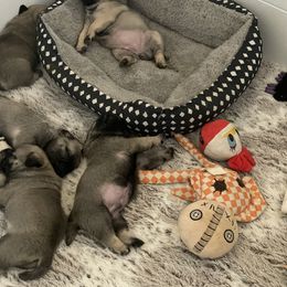 Pug Puppies from The Pugarazzi