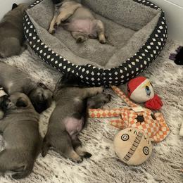 Pug Puppies from The Pugarazzi