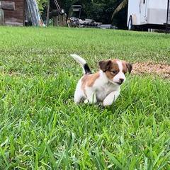 Nederlandse Kooikerhondje Puppies from Sunshine Kooikers