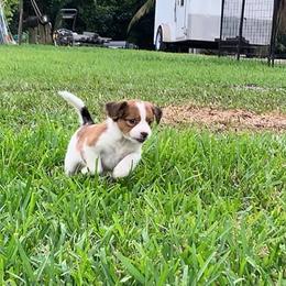 Nederlandse Kooikerhondje Puppies from Sunshine Kooikers