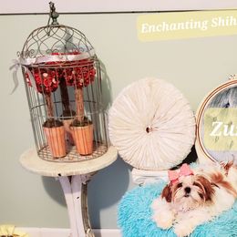 ZUZU - Shih Tzu