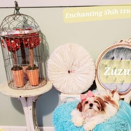 ZUZU - Shih Tzu