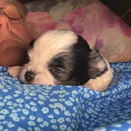 Mac Traven - Black and white male Chihuahua puppy in Amelia, Virginia from Pannell’s Precious Pups